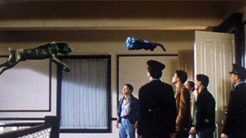 The Cat